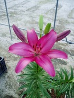 [1693 PurpleDiamond DJ No01.JPG]